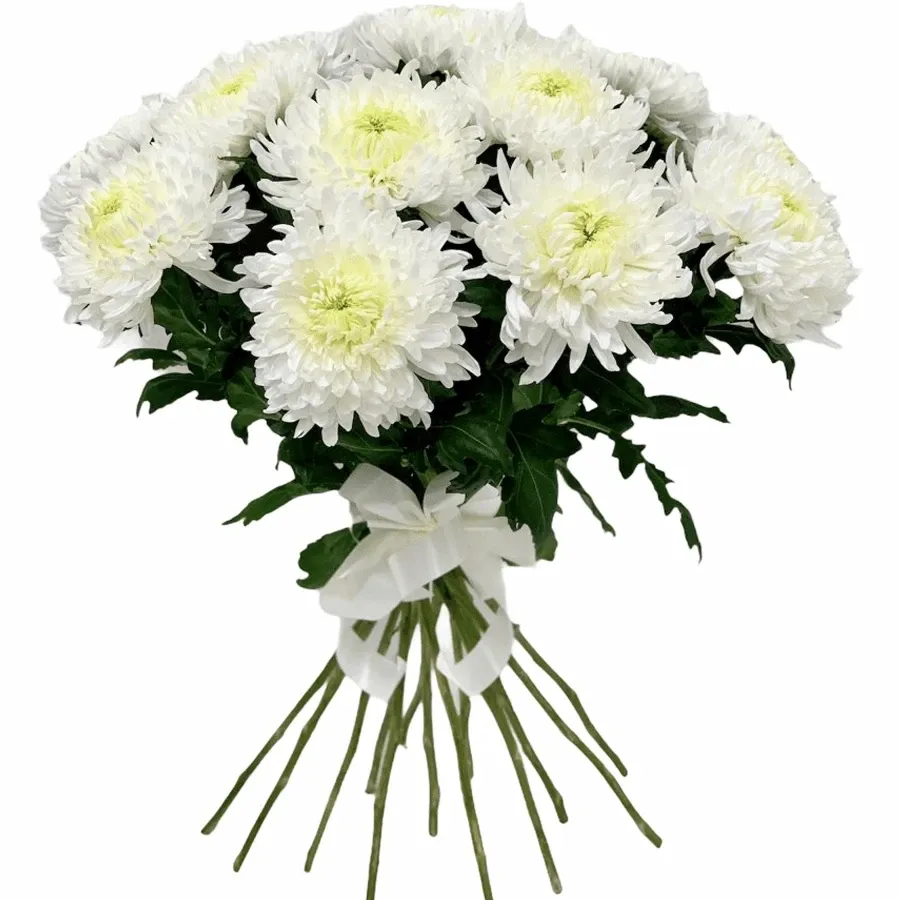 Хризантемы игольчатые белые